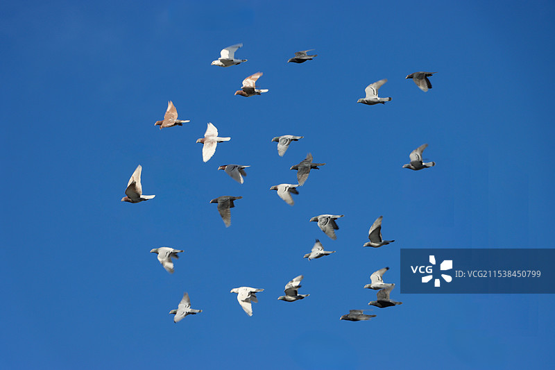 蓝天上飞翔的一群鸽子图片素材