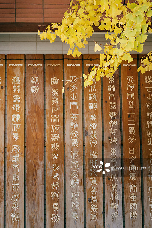 校园里的银杏图片素材