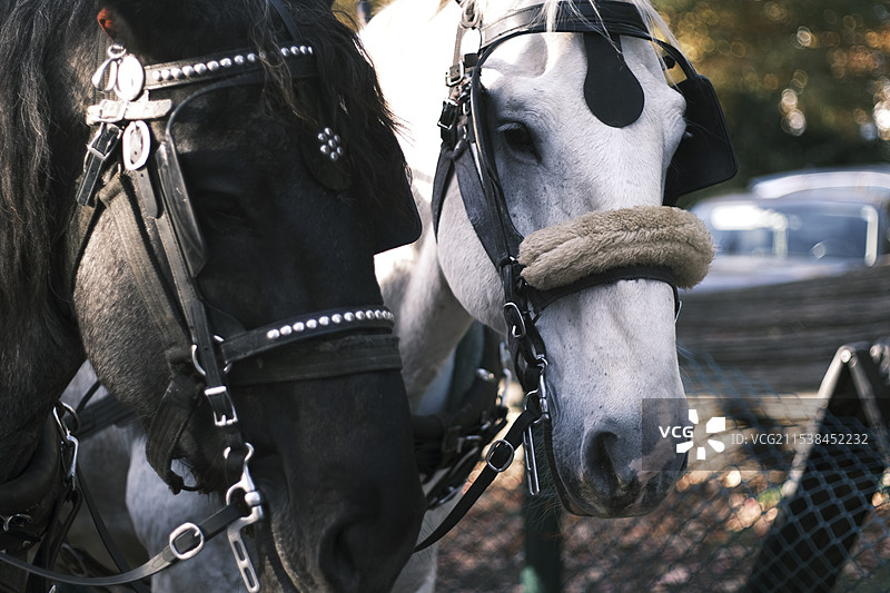 Vancouver Stanley Park 温哥华斯坦利公园马车图片素材