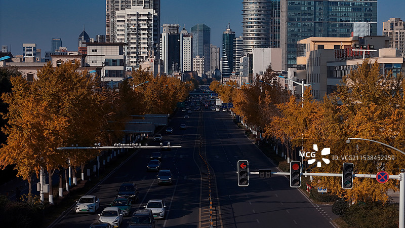 徽州大道银杏图片素材