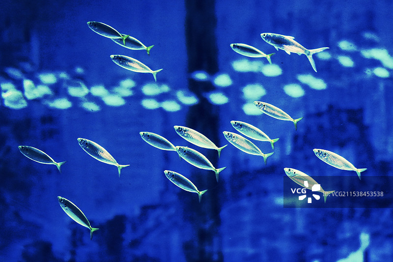 一群热带小鱼图片素材