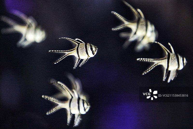 一群热带小鱼图片素材