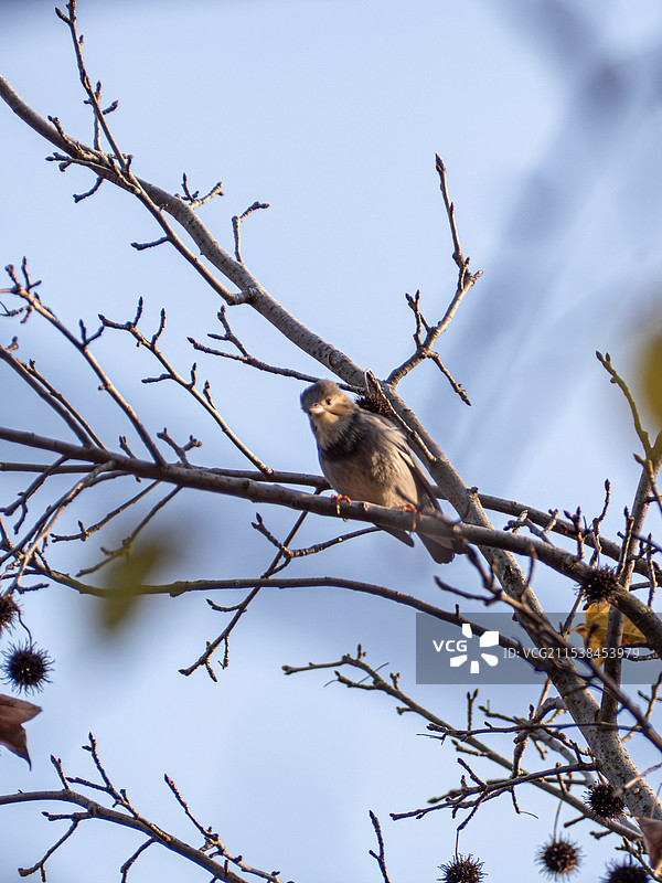 丝光椋鸟图片素材