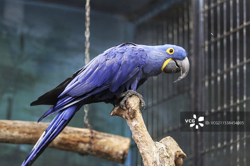 紫色鹦鹉图片素材