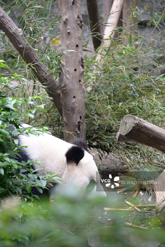 可爱的熊猫图片素材