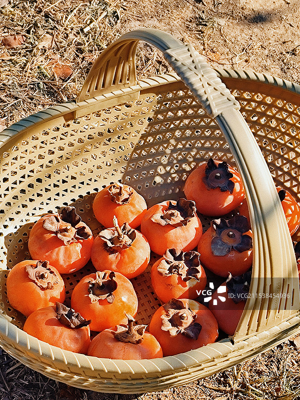 冬日阳光下的一筐柿子图片素材