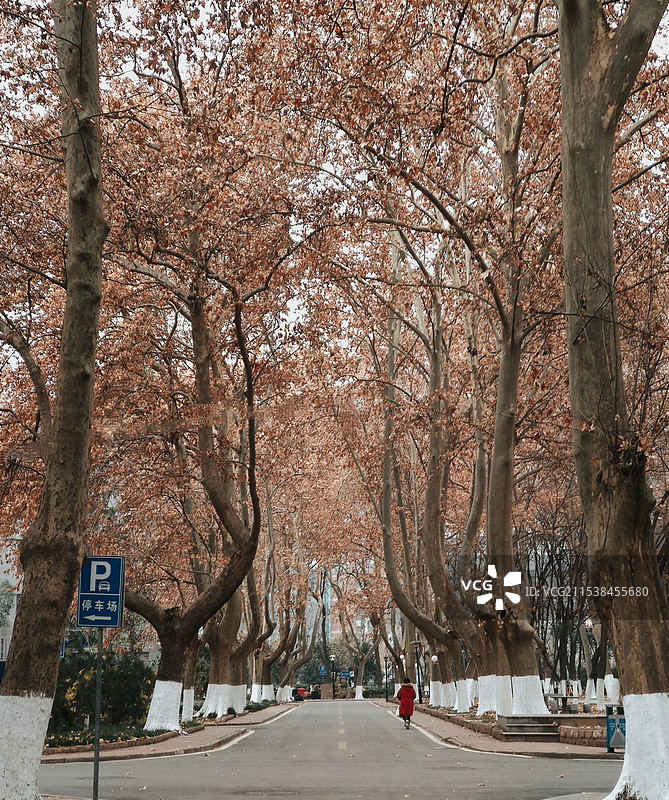 西安交通大学的冬季梧桐大道图片素材