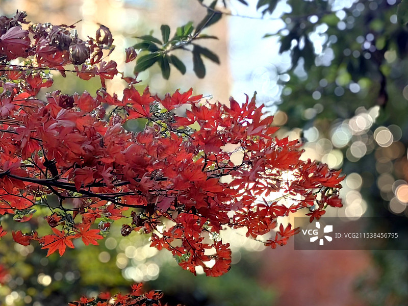 上海市普陀区，石泉东路香溢花城枫叶图片素材