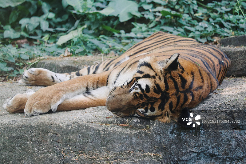 广州动物园睡觉的华南虎图片素材