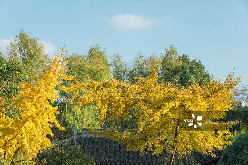 上海古树公园银杏图片素材