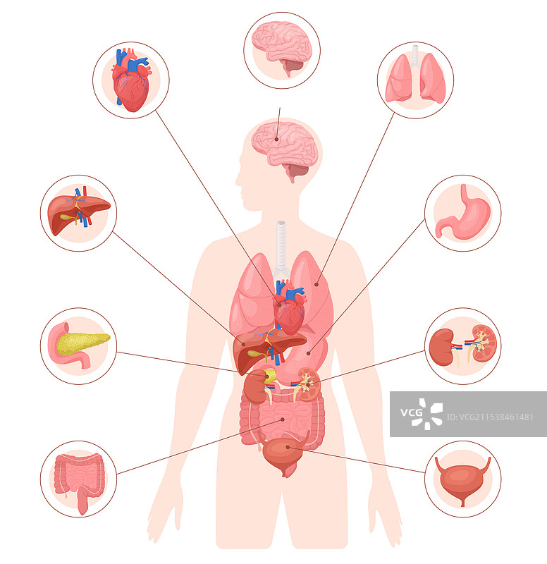 人体器官分布图图片素材
