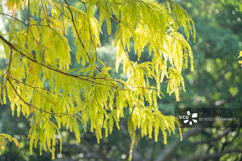 厦门南湖公园 落羽杉图片素材