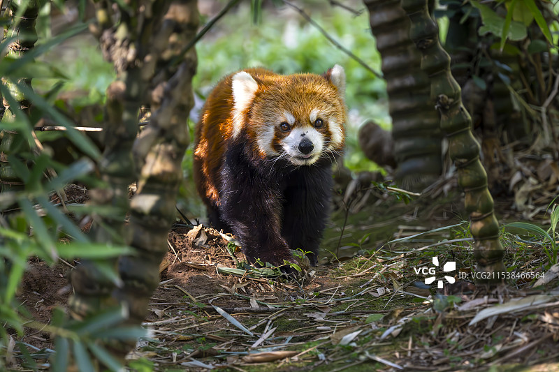 熊出没图片素材