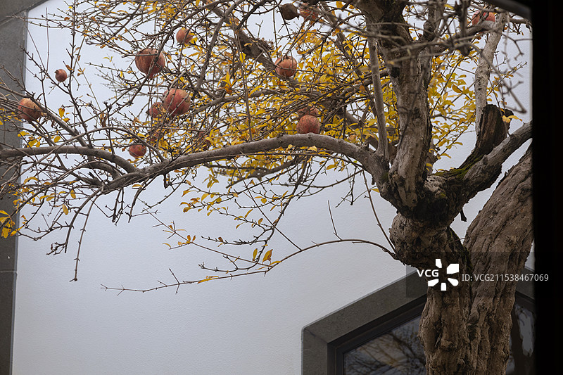 苏州博物馆内石榴树多角度拍摄照片图片素材