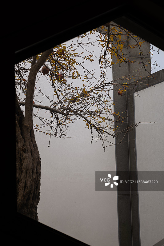 苏州博物馆内石榴树多角度拍摄照片图片素材