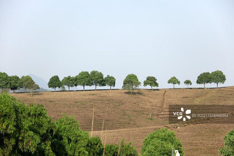 安吉茶山图片素材