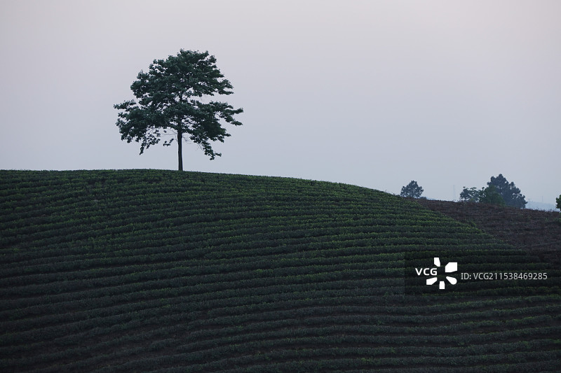 安吉茶山风光图片素材