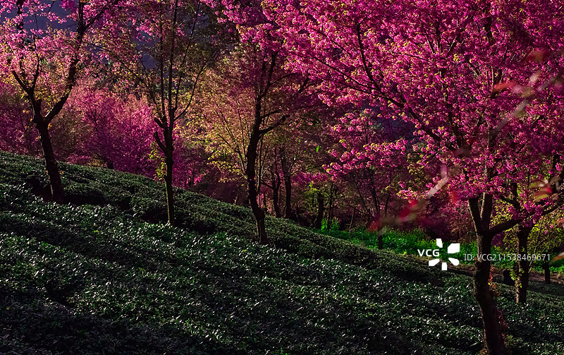 冬至时节茶园里的冬樱花盛开图片素材