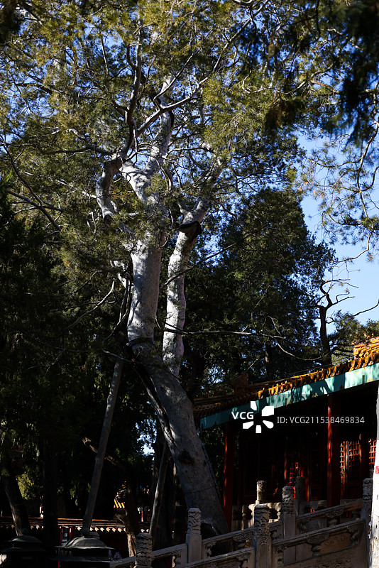 北京故宫冬天秋天建筑和自然风光图片素材