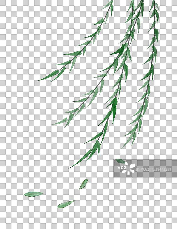春天柳枝柳条柳叶植物国风手绘插画元素图片素材