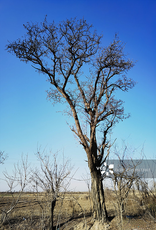 田野上幸存下来的老槐树图片素材