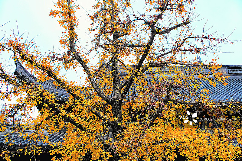 龙华古寺百年银杏 Longhua Temple hundred ginkgo图片素材