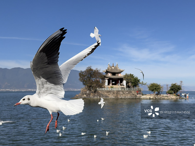 大理小普陀的海鸥图片素材