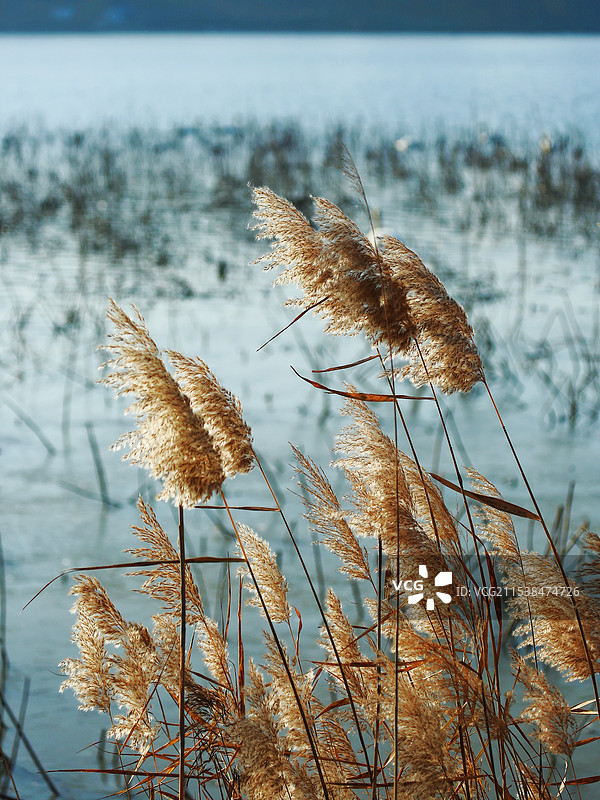 天鹅湖畔图片素材