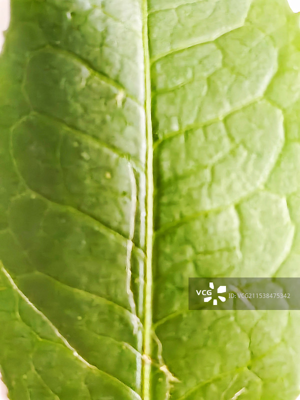 绿茶叶脉特写图片素材