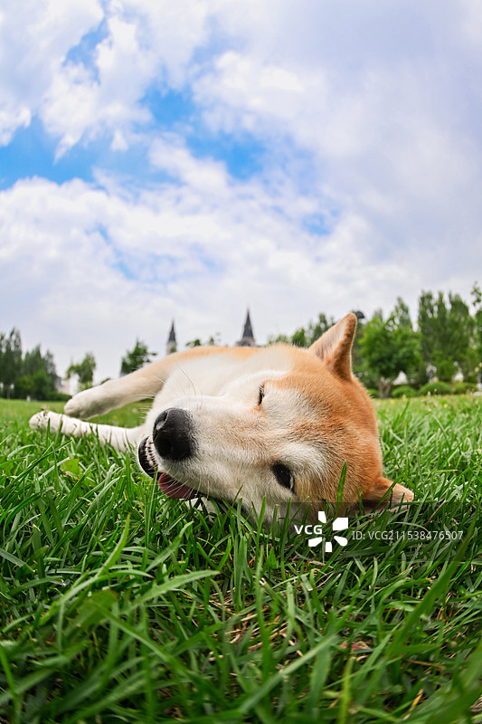 草地里的柴犬图片素材
