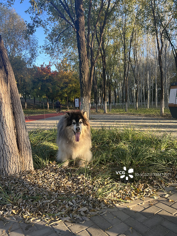 巨帅的阿拉斯加雪橇犬图片素材