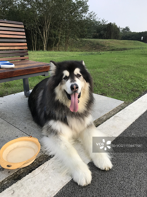 巨帅的阿拉斯加雪橇犬图片素材