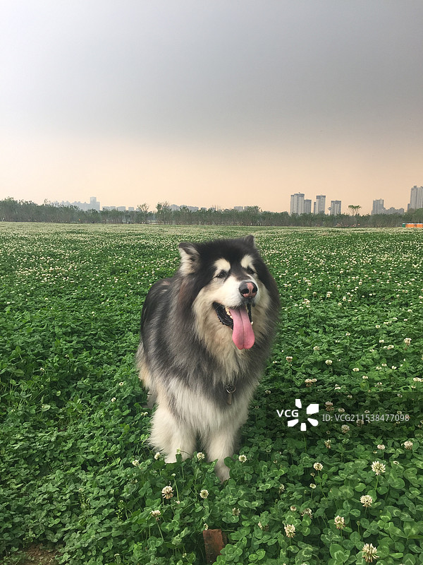 巨帅的阿拉斯加雪橇犬图片素材