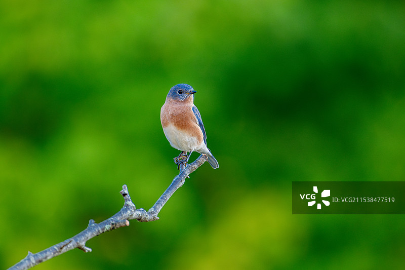 《东蓝鸲》图片素材