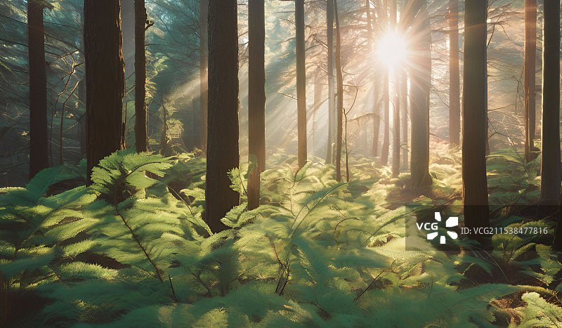 森林树木阳光照射进来图片素材