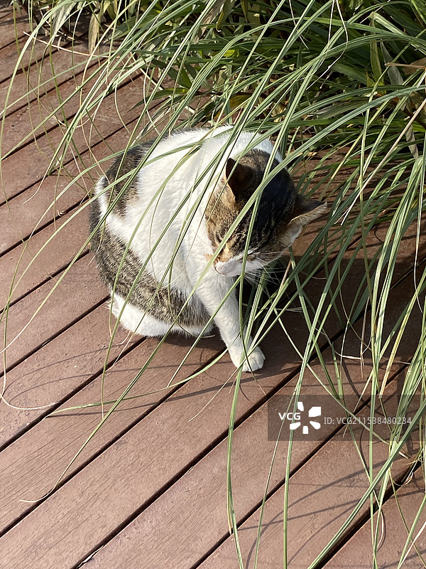 流浪猫吃草图片素材