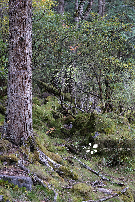 九寨沟原始森林图片素材