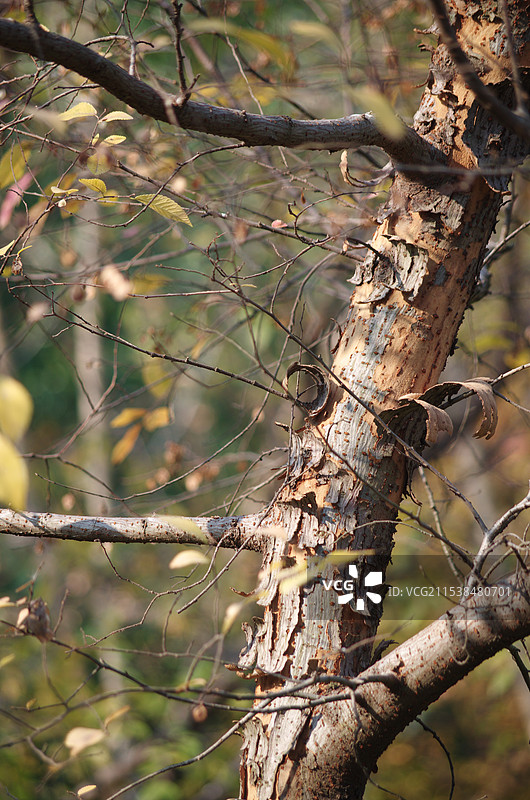 杭州皋亭山冬季风景冬意浓浓(冬至) 残枝与卷曲树皮特写图片素材