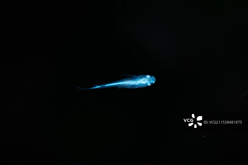 观背鱼图片素材