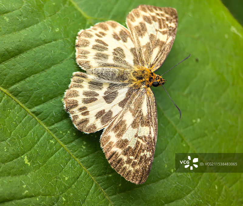 白弄蝶图片素材