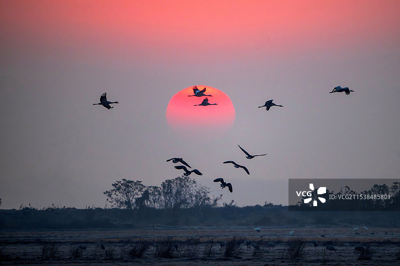 灰鹤穿日图片素材