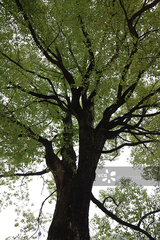 上海龍華寺中的参天大树图片素材
