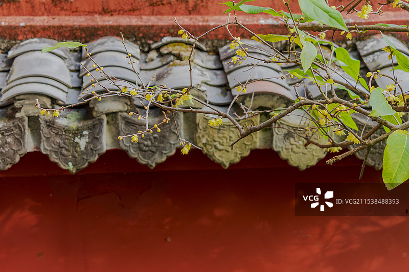 腊梅与红墙黛瓦-温州乐清-雁荡山-北斗洞图片素材