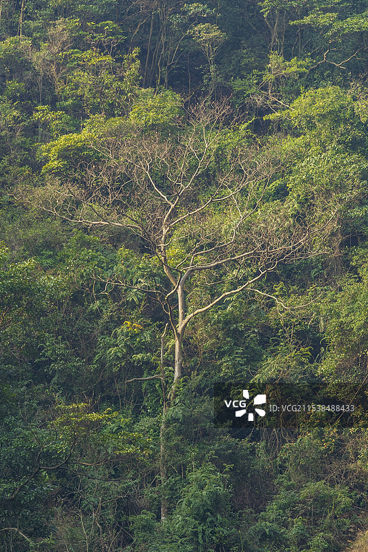 森林中树木的低角度视图-温州乐清-雁荡山-三折瀑景区图片素材