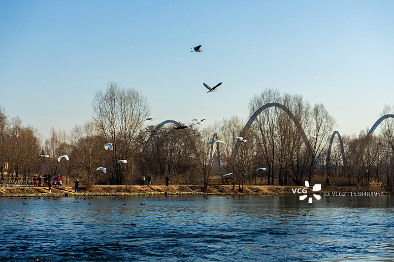 太原汾河公园候鸟图片素材