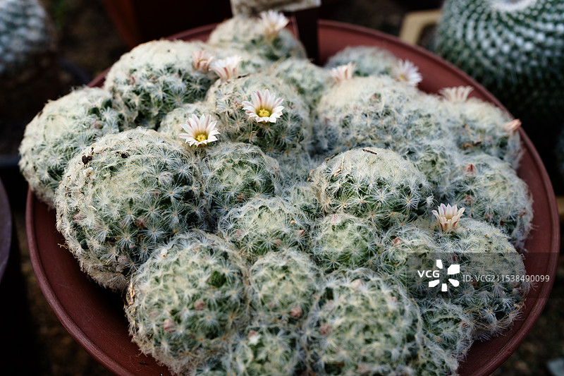 仙人球图片素材