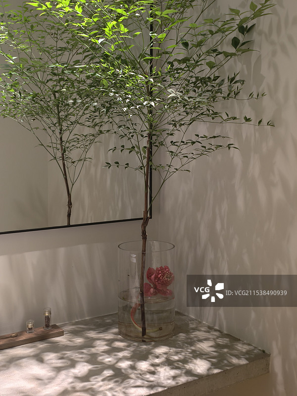 镜前水养南天竹灯光下的光影美图图片素材