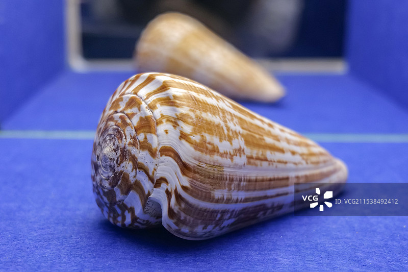 普罗米修斯芋螺 西非海域产 山东博物馆“三千玲珑-中国海洋贝类展”图片素材