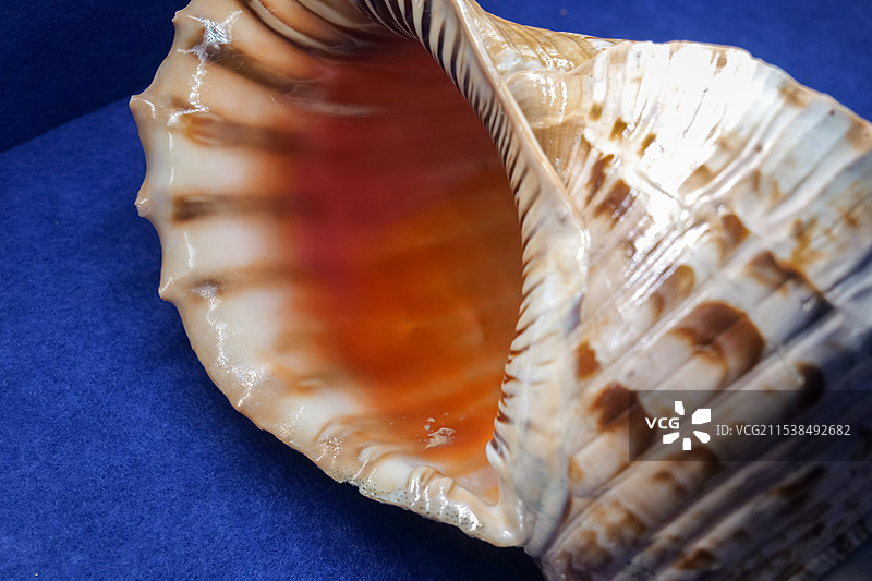 大法螺 中国四大名螺之一山东博物馆“三千玲珑-中国海洋贝类展”图片素材