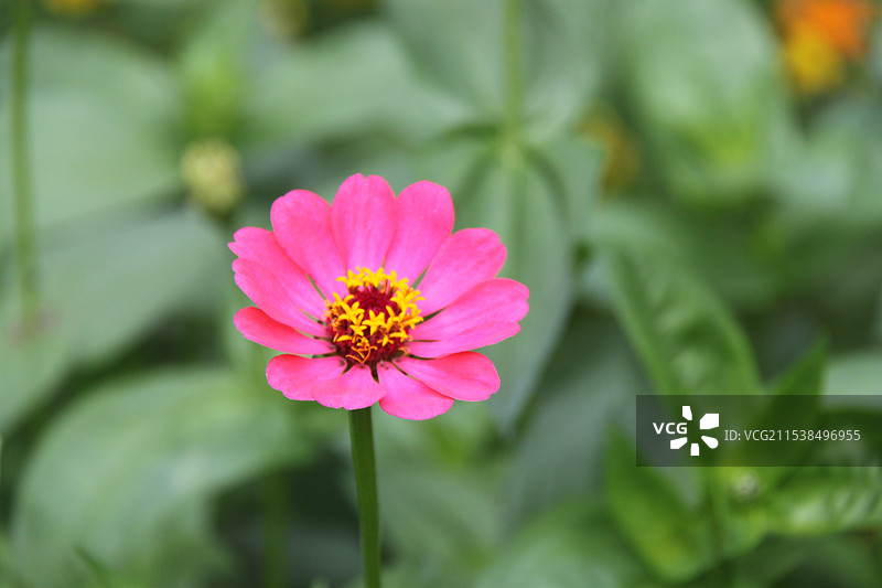 河北省张家口市 黄龙山庄山脚下粉色的格桑花图片素材